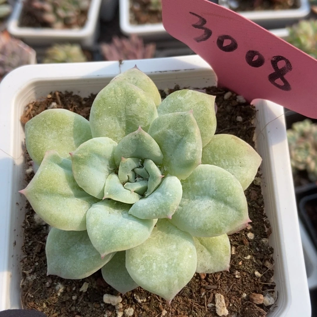 3008泡泡纱多肉植物保护