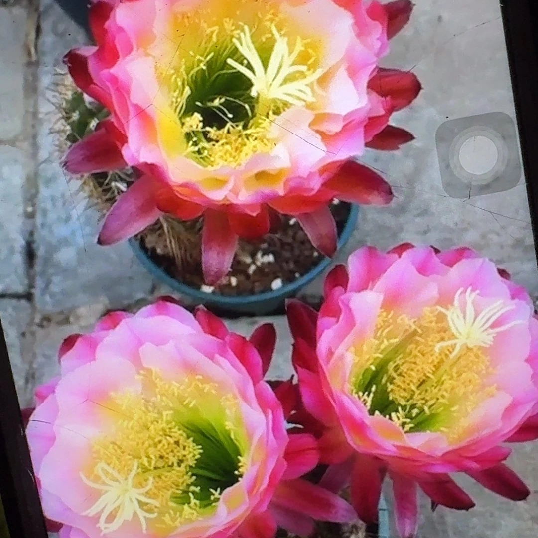 茉莉根高13公分毛花柱