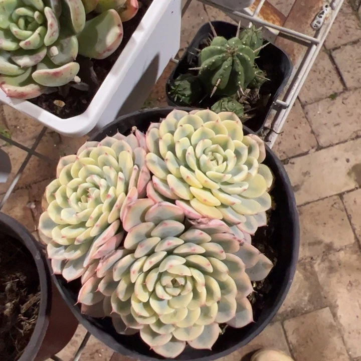 新疆包邮 姬莲锦群+火麒麟