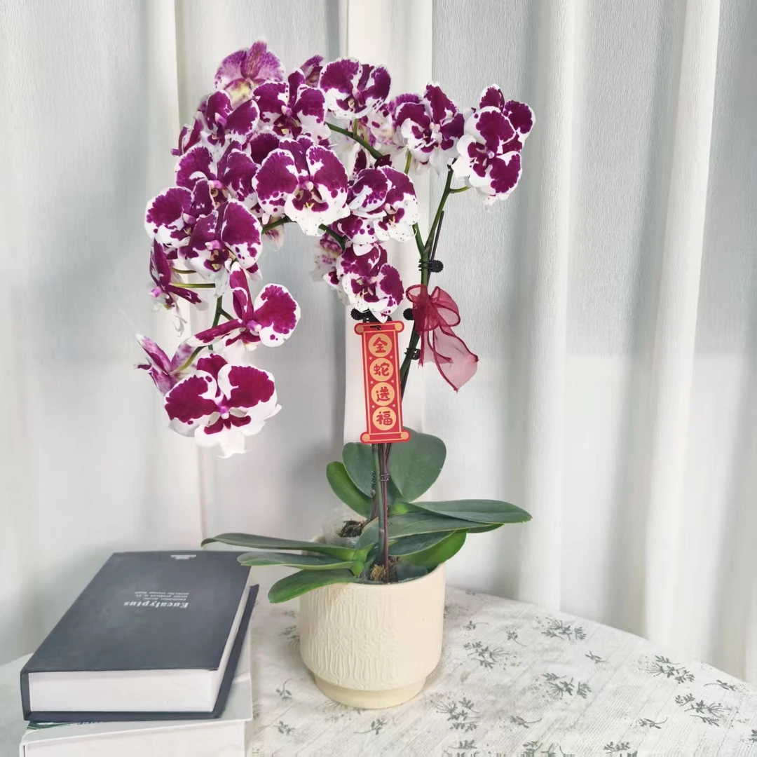 【一千零一夜】蝴蝶兰 稀有紫红系 欧品大花舌 高端绿植花卉 送礼