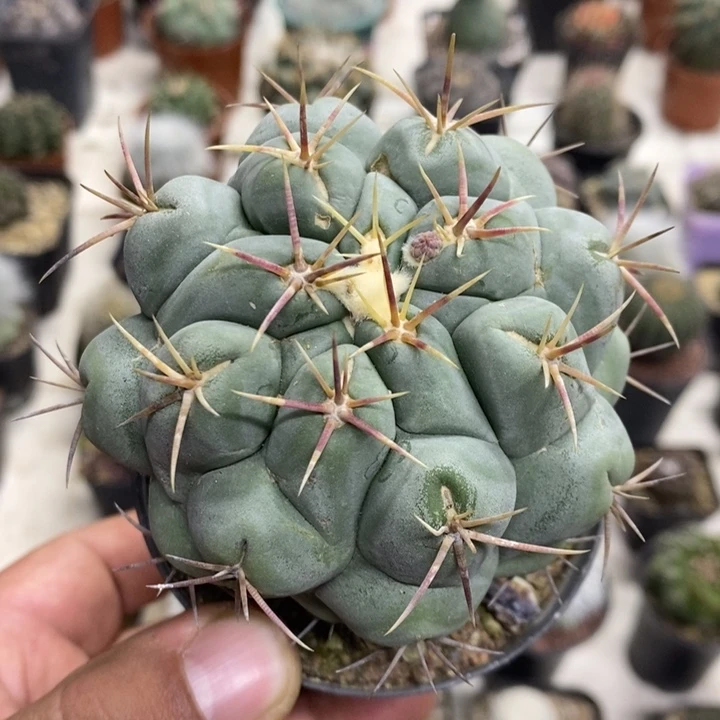 实生大号白肌天晃特价