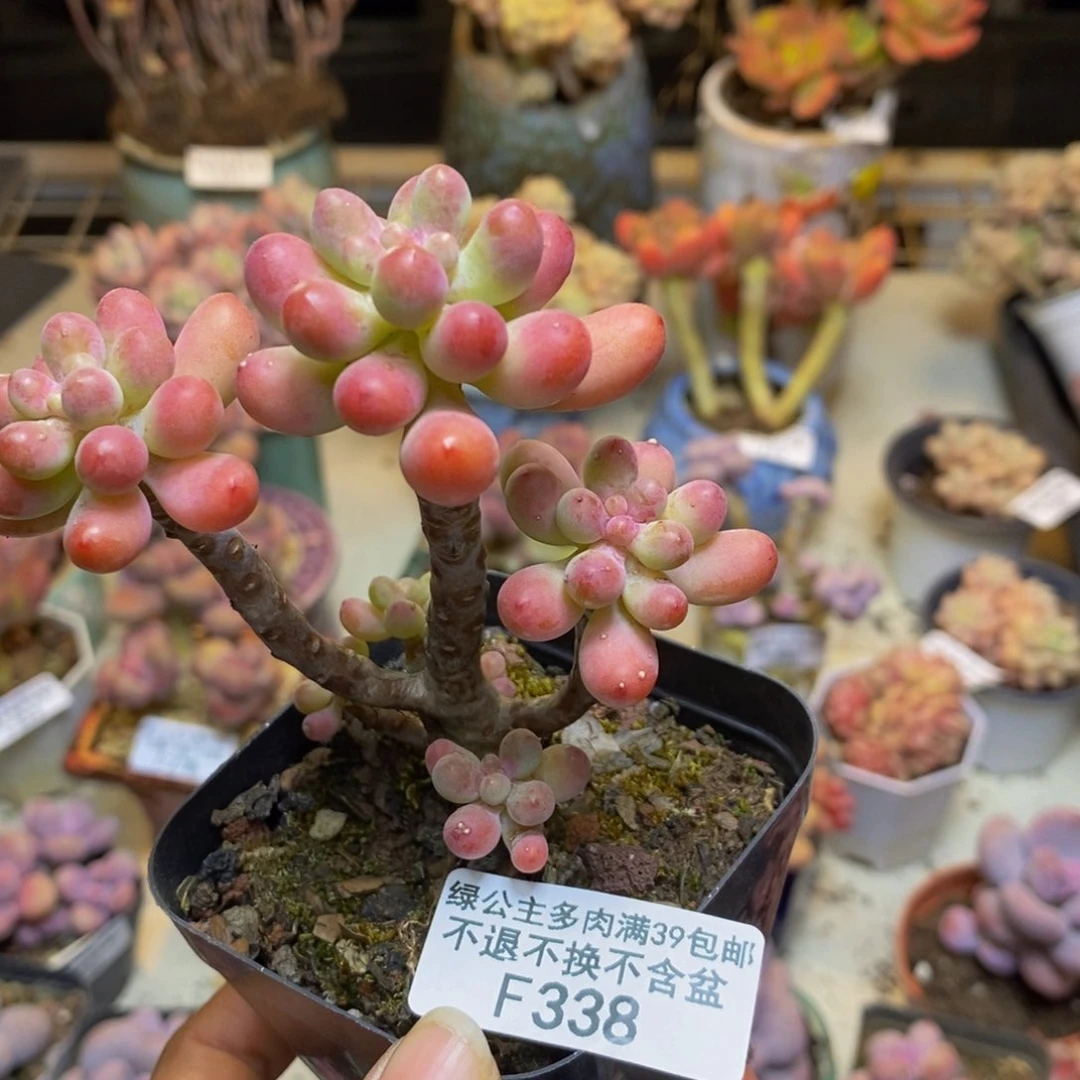 338派大星多肉6c m