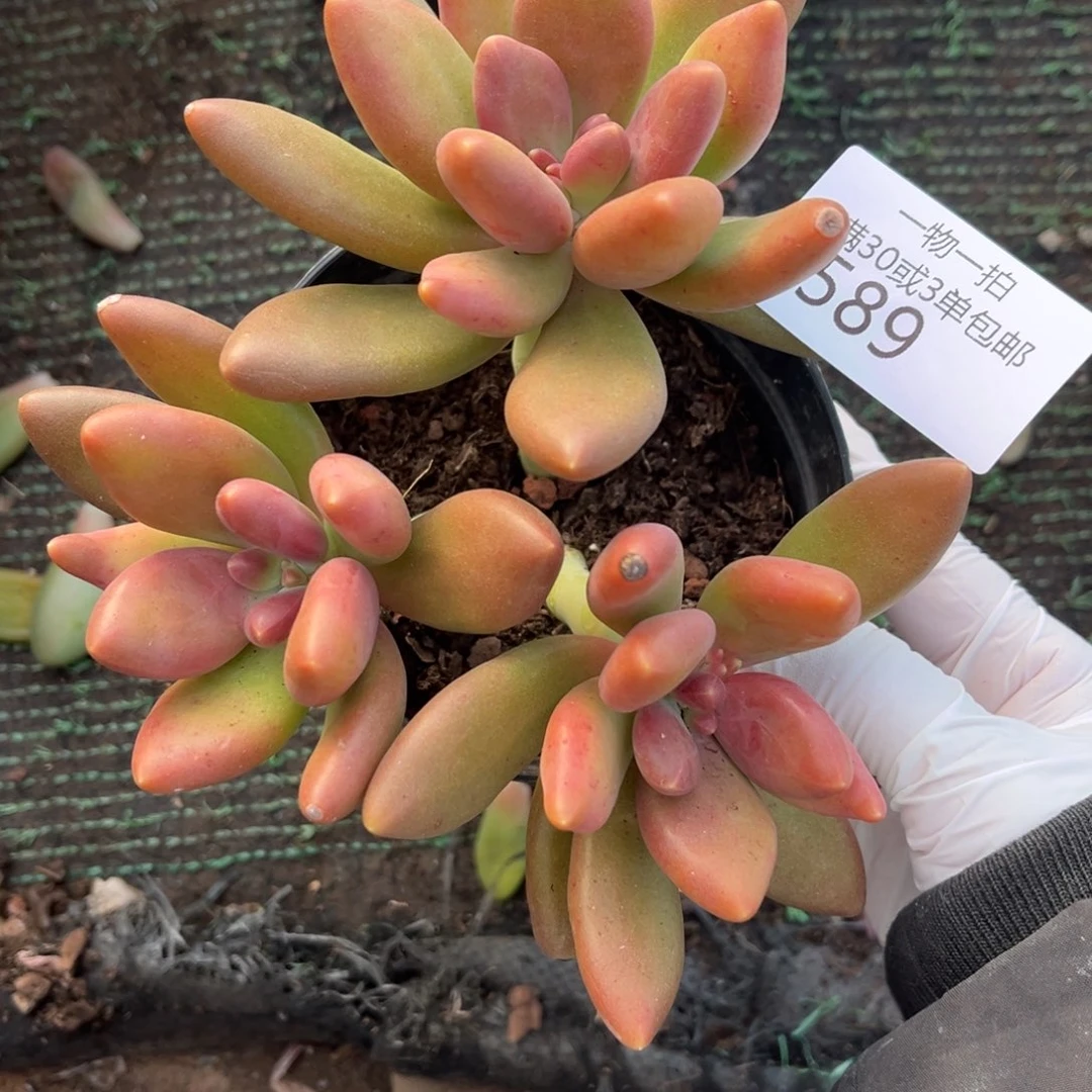 589芒果奶多肉植物……