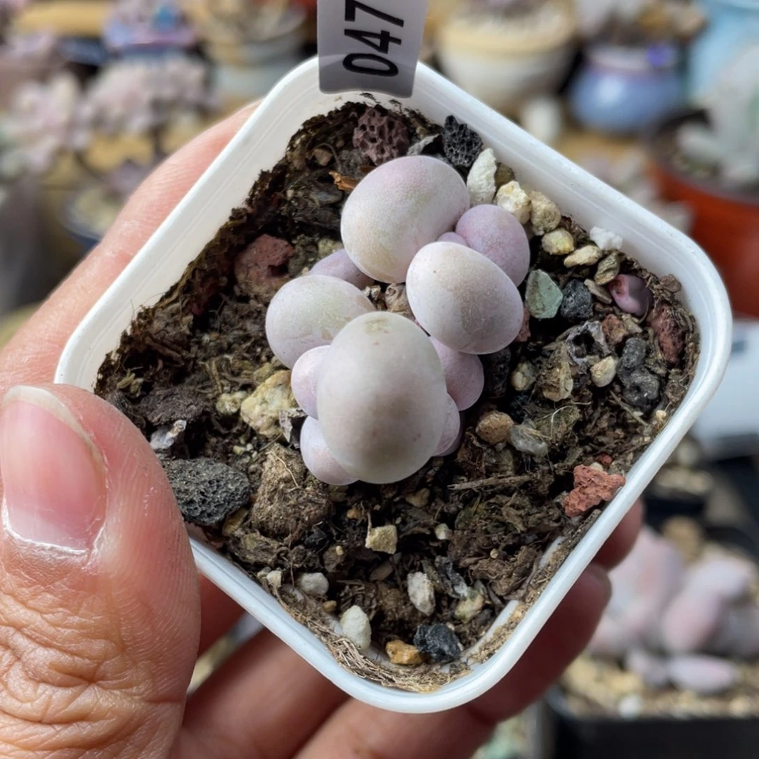 奶酪杂交多肉植物