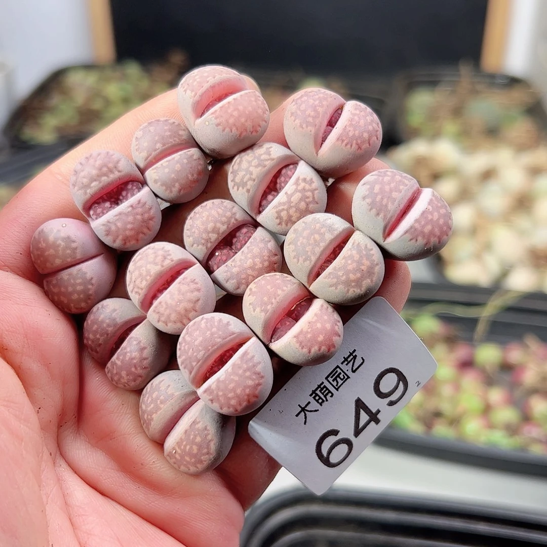 0000649 一物一拍……