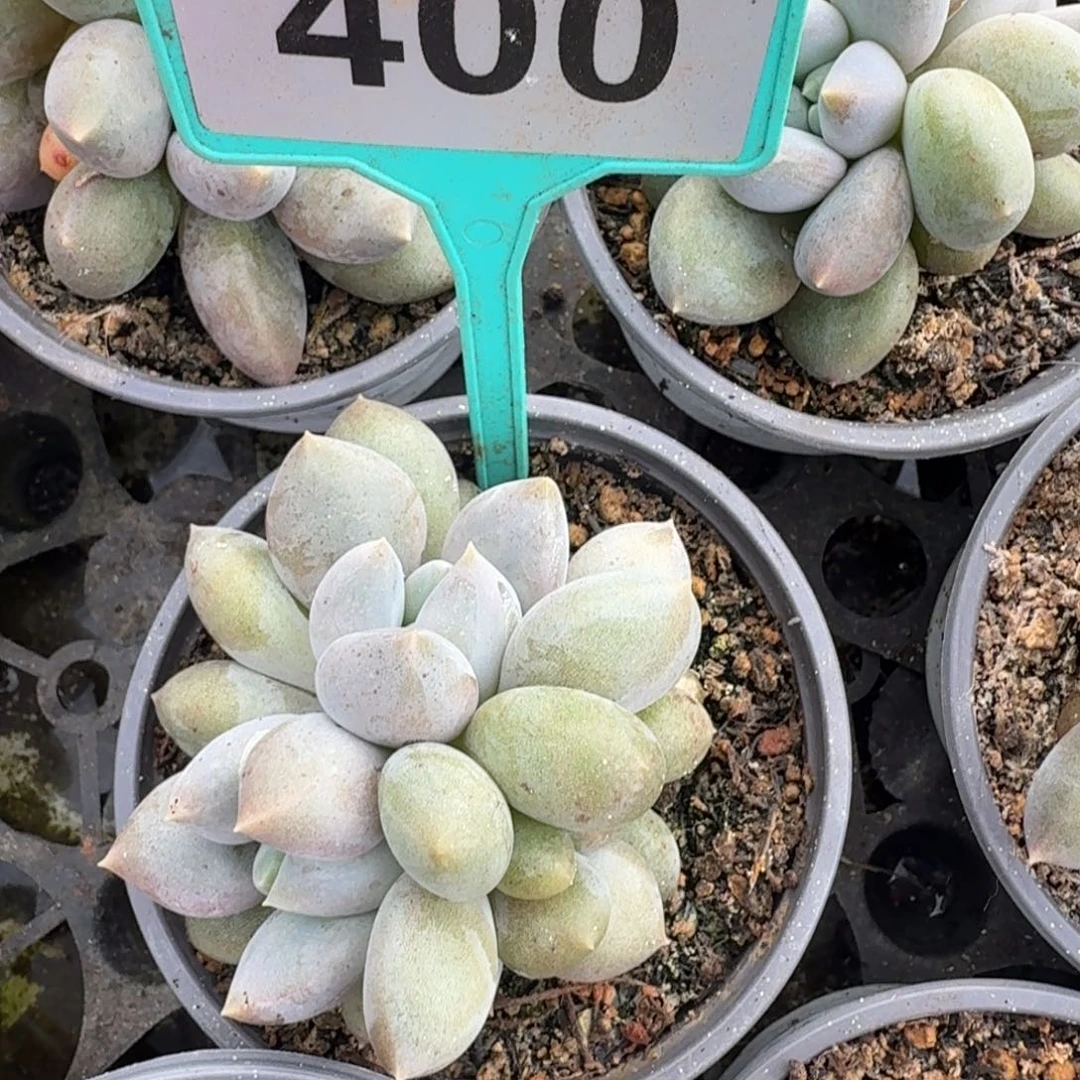 哥特一物一拍400.