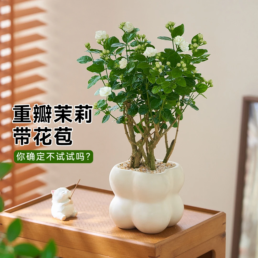 重瓣茉莉花盆栽带花苞开花浓香四季好养活室内阳台驱蚊花卉绿植
