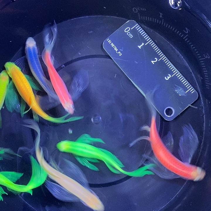 斑马鱼蝶翼斑马练手鱼微瑕疵3-5厘米8条
