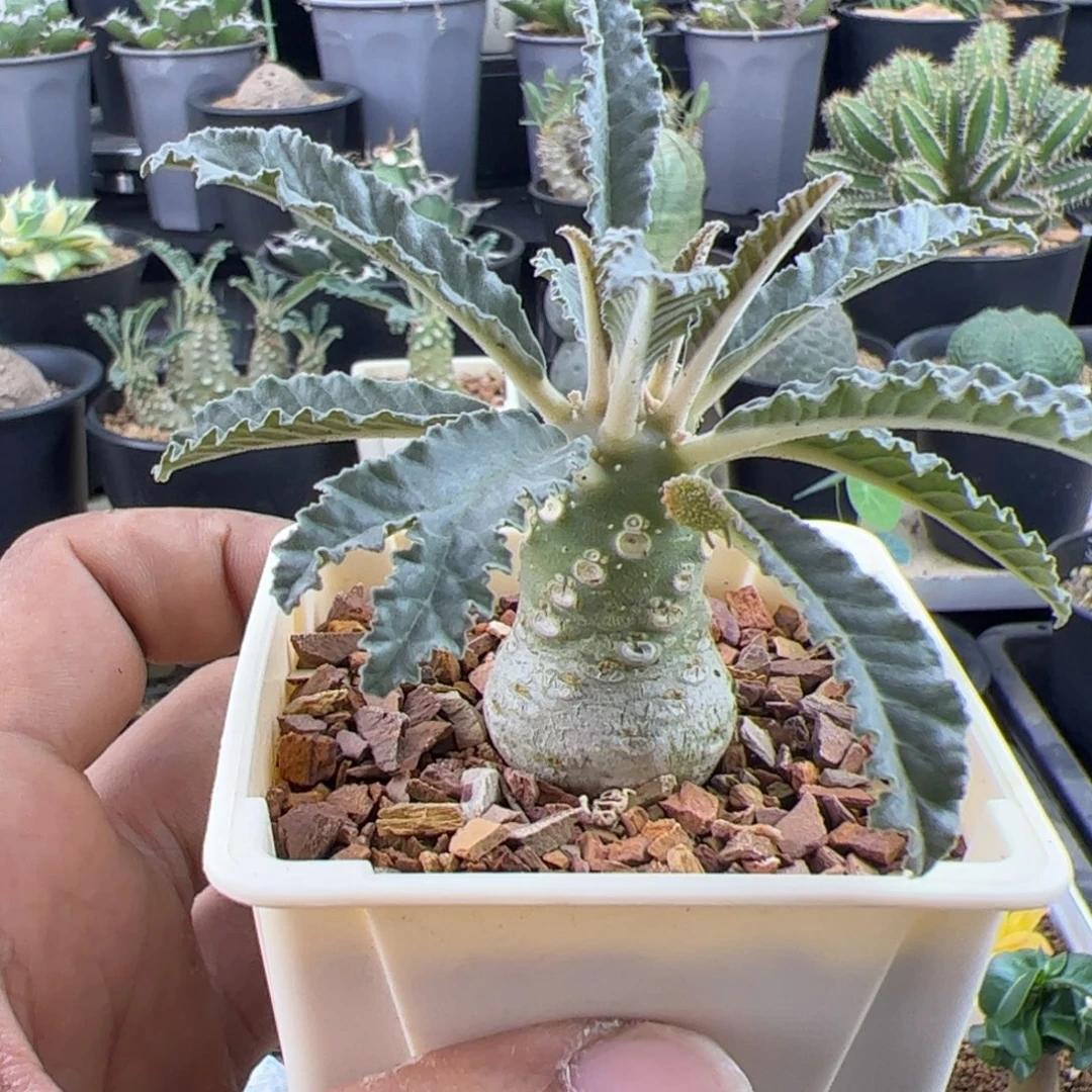 椰子琉桑2.4一物一拍带盆发