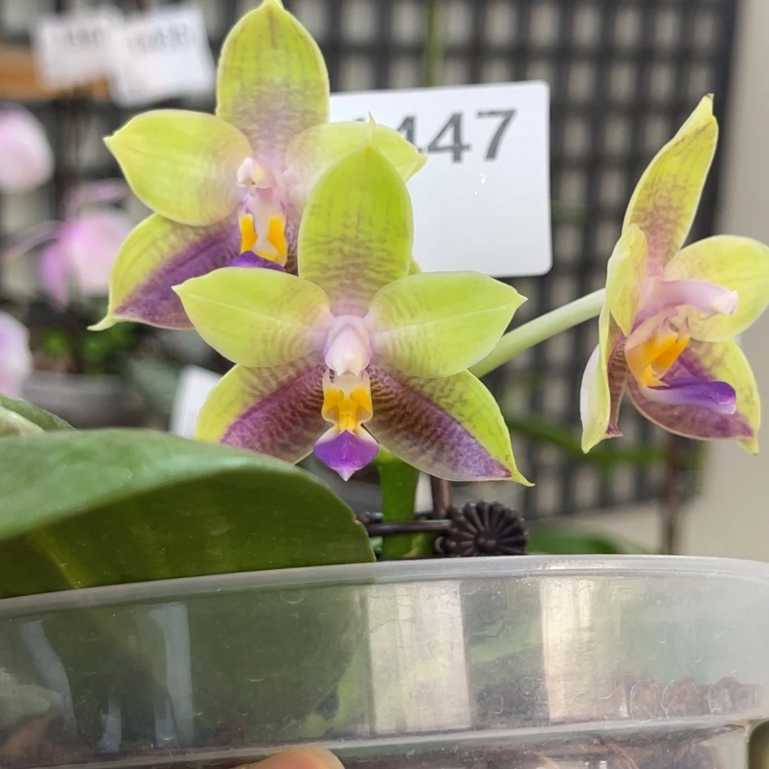 完全开放弥陀241-超级大漏-1447