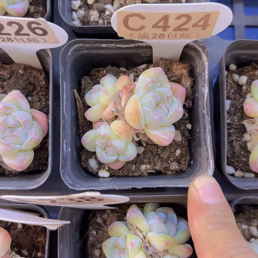 C424冰玉一物一拍