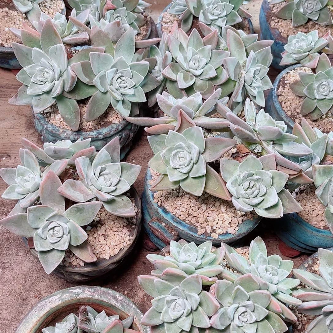 泡芙苹果叶多肉四头