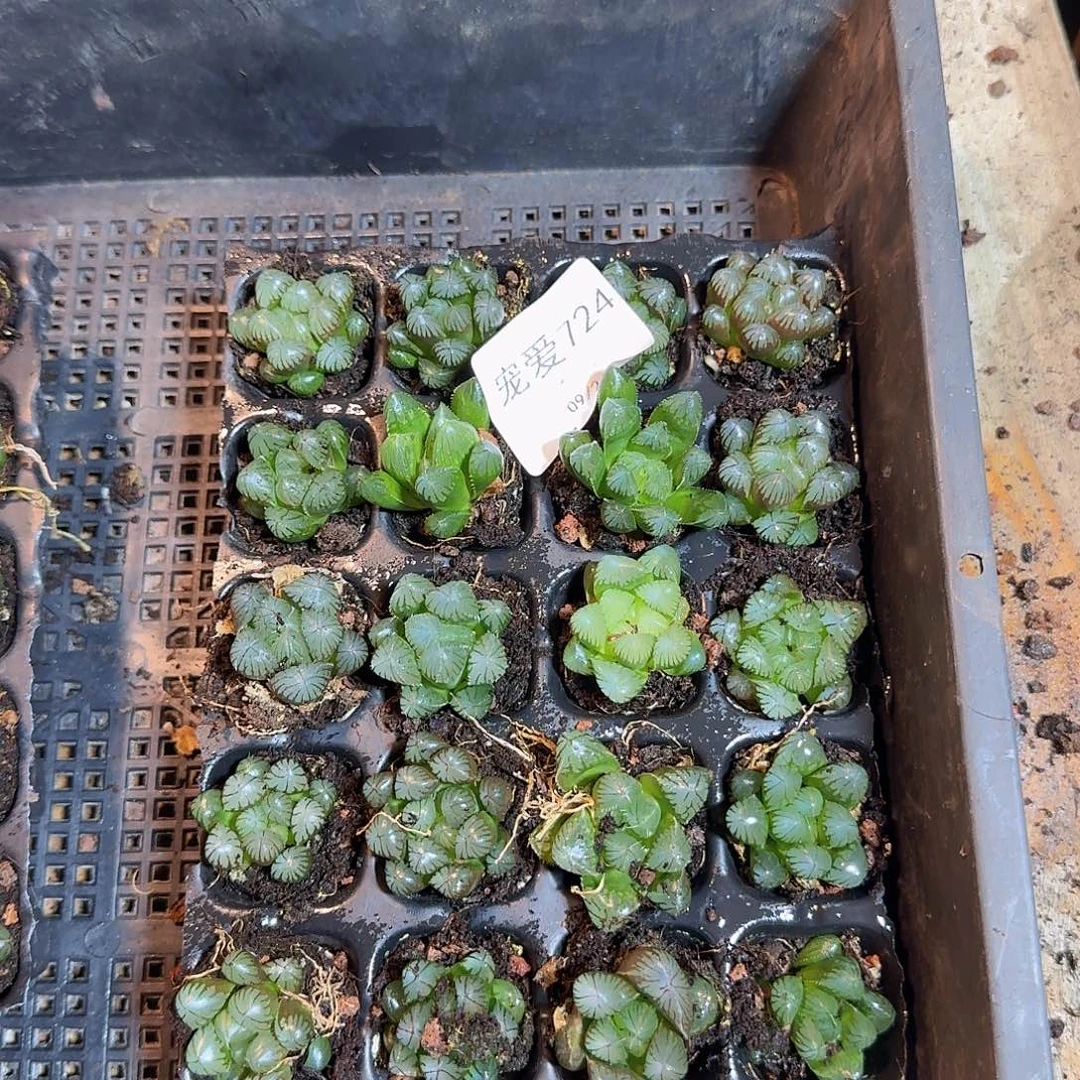 直播福利不售后724