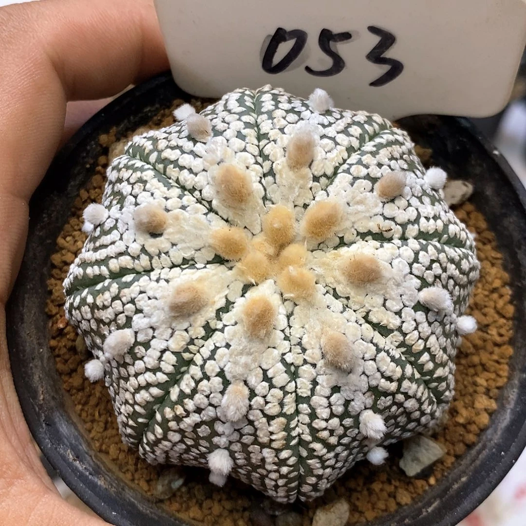 053福利特价咯打特价咯