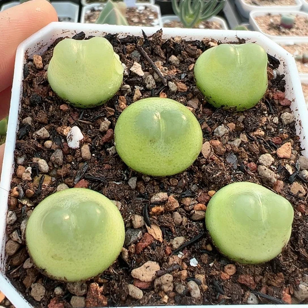 拉登 1.7-1.9cm 多肉肉锥