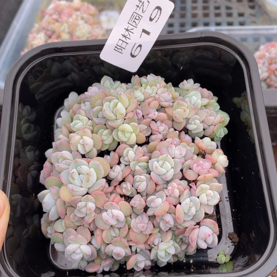 多肉植物多肉植物619