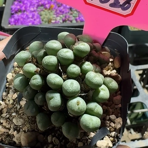 密密麻麻密密麻麻4026