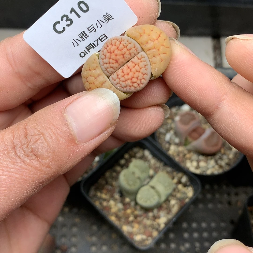 C310多肉植物保护研究所