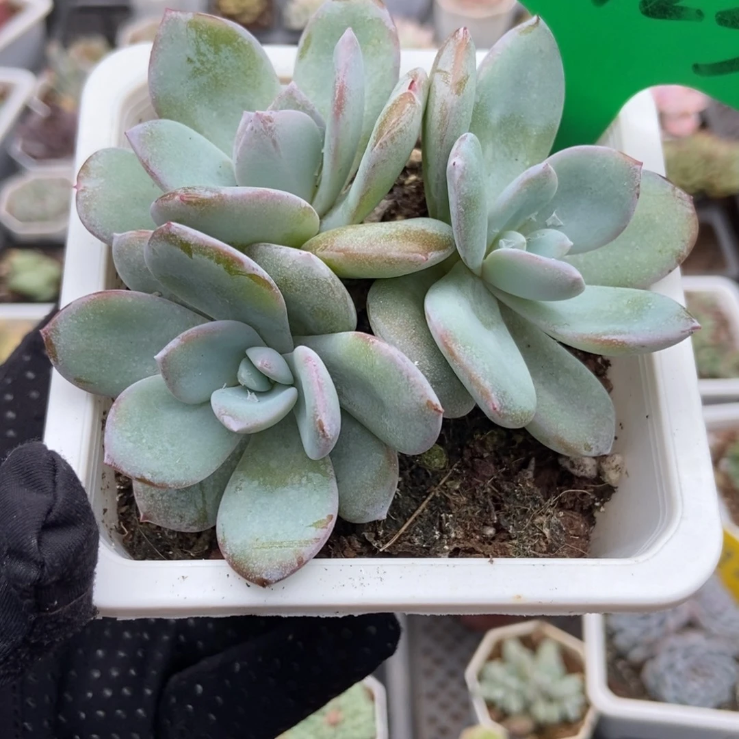 3123奶茶多肉植物