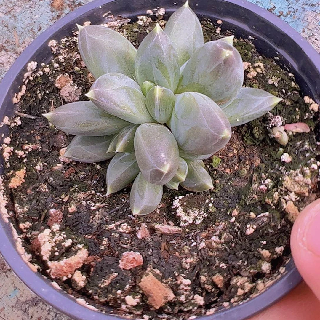 5头ttn自然群111111