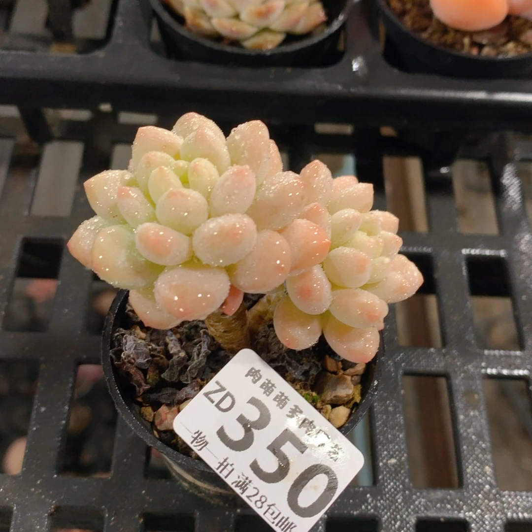 肉萌萌拇指盆精控多肉ZD350