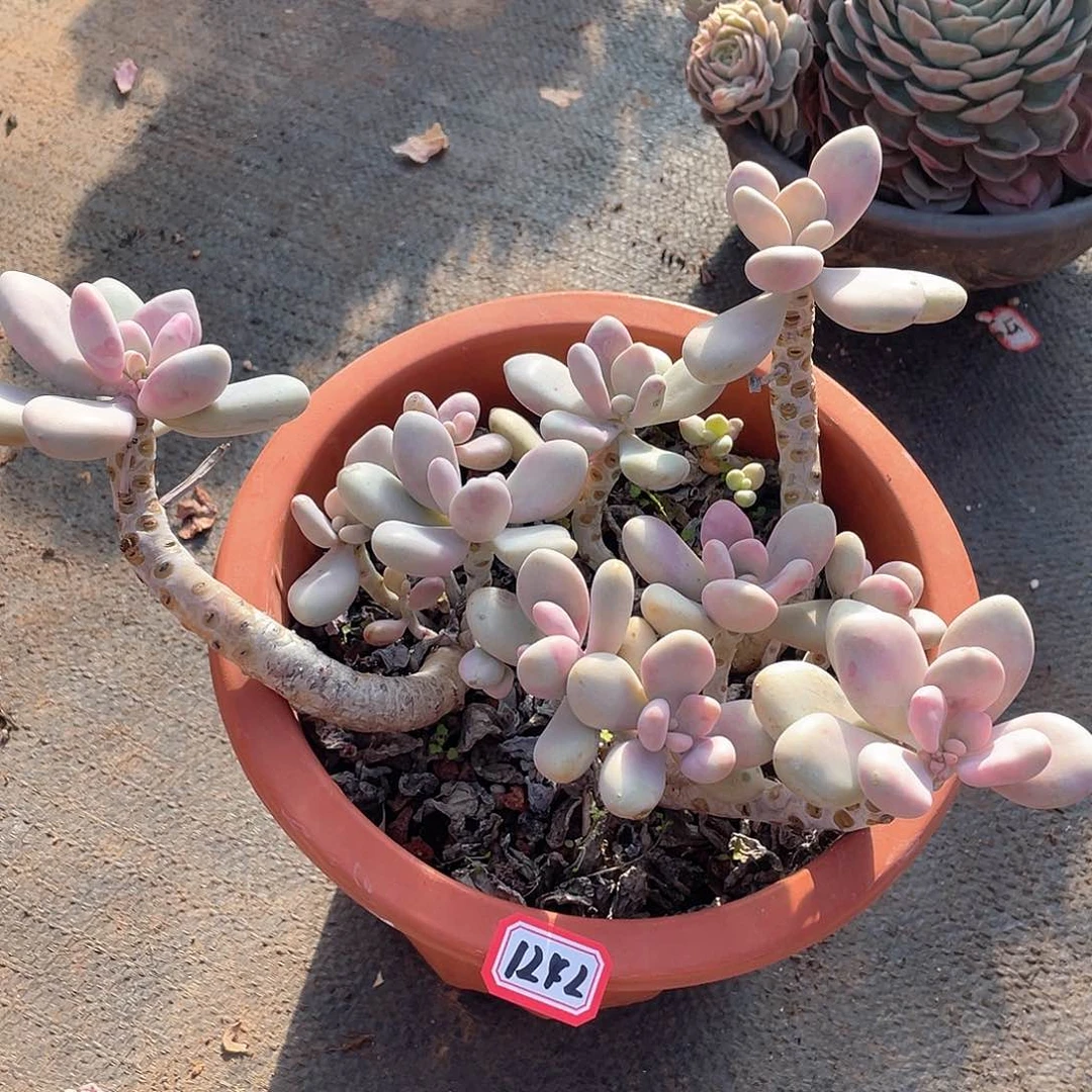 1242桃蛋一物一拍多肉