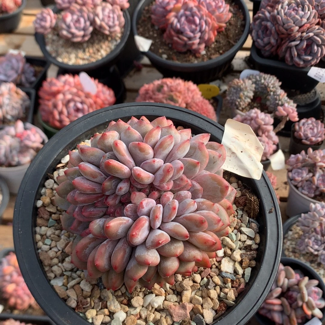 10厘米石榴籽缀 鸡腿桩