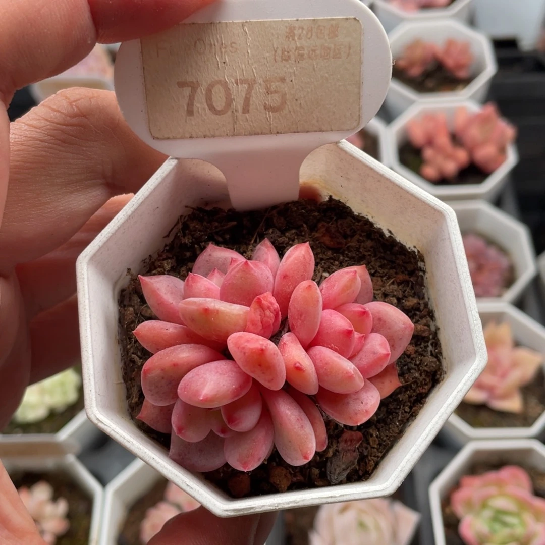 林依晨7075-5厘米