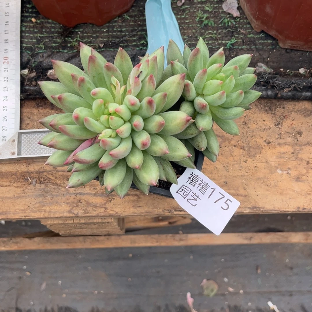 175二代鱼多肉植物……