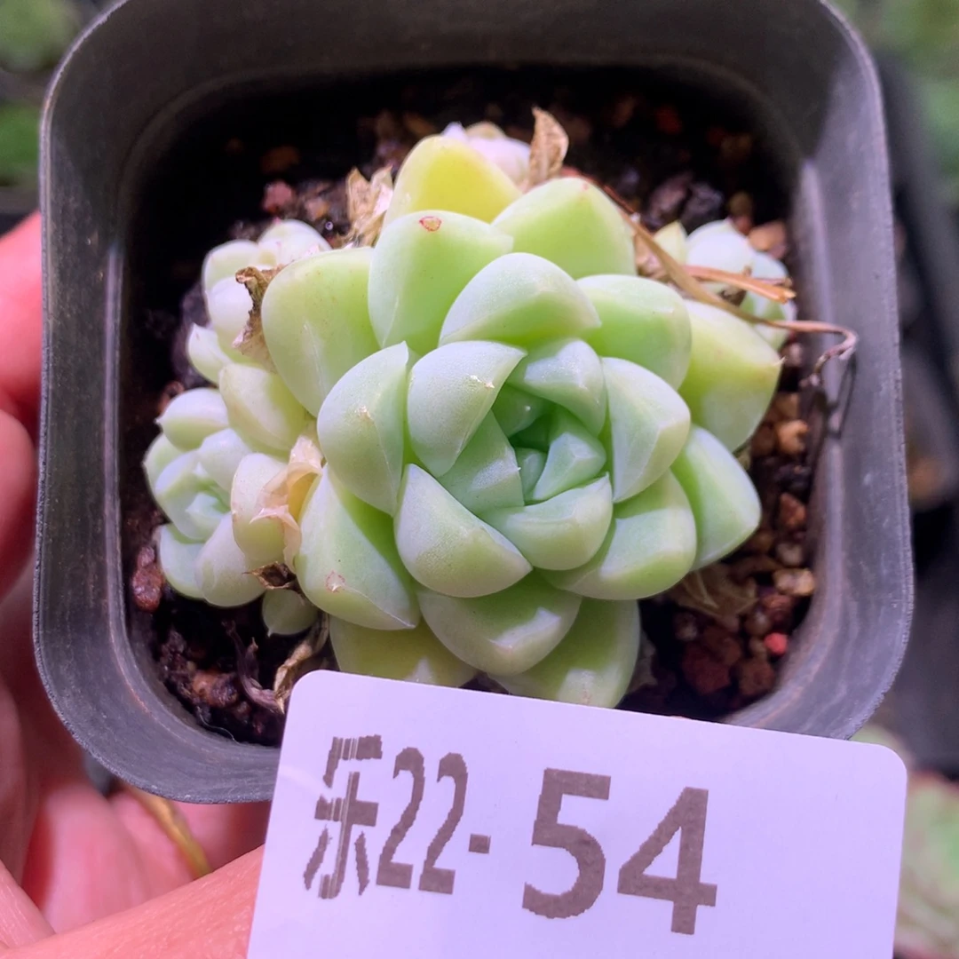 乐然22-54 厚叶月影 不包整