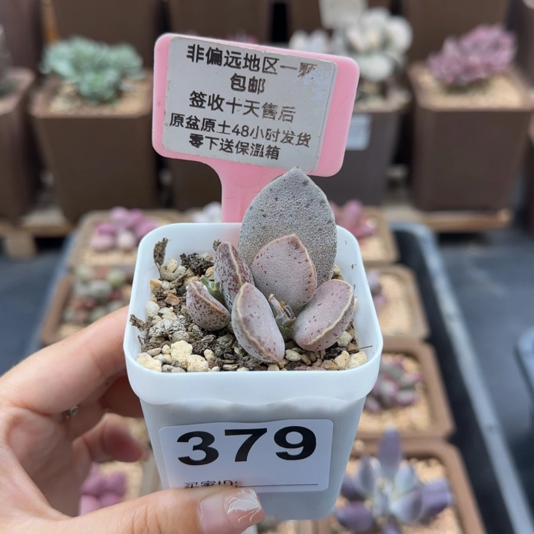 379银波粉蛋多肉植物