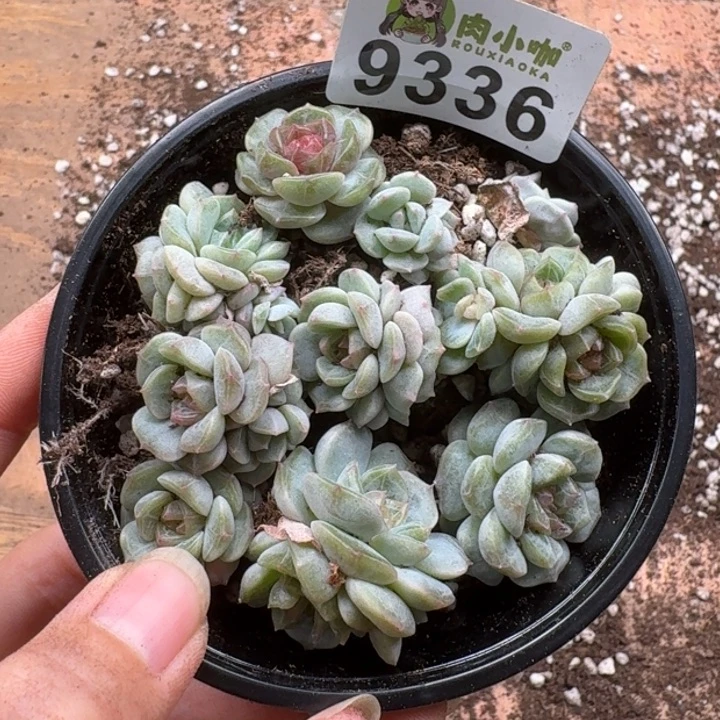 当前无花朵，栽培后可花朵多肉植物多肉植物