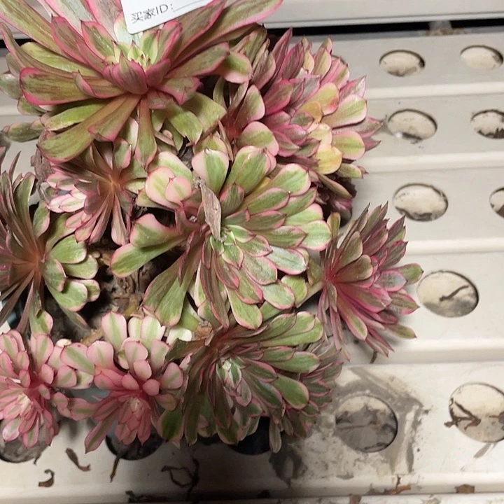 303白月光法师7-23花