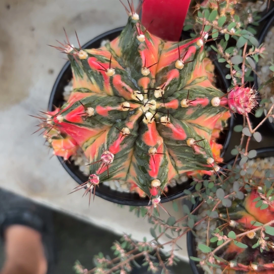 281-1127泰国发货多肉