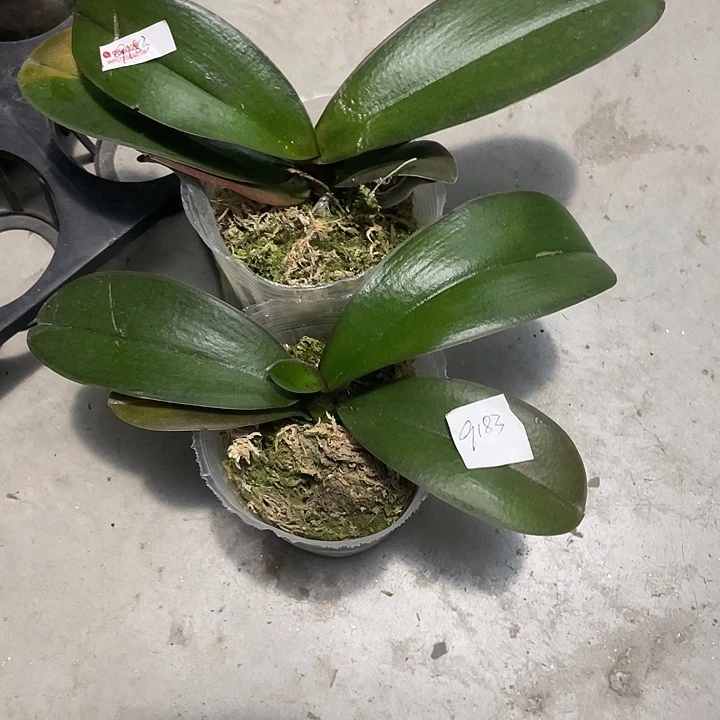 C***界完全开放处理叶损曙光3.0寸2颗不售后