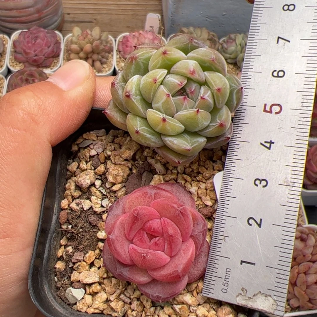 693 多肉植物组合盆栽