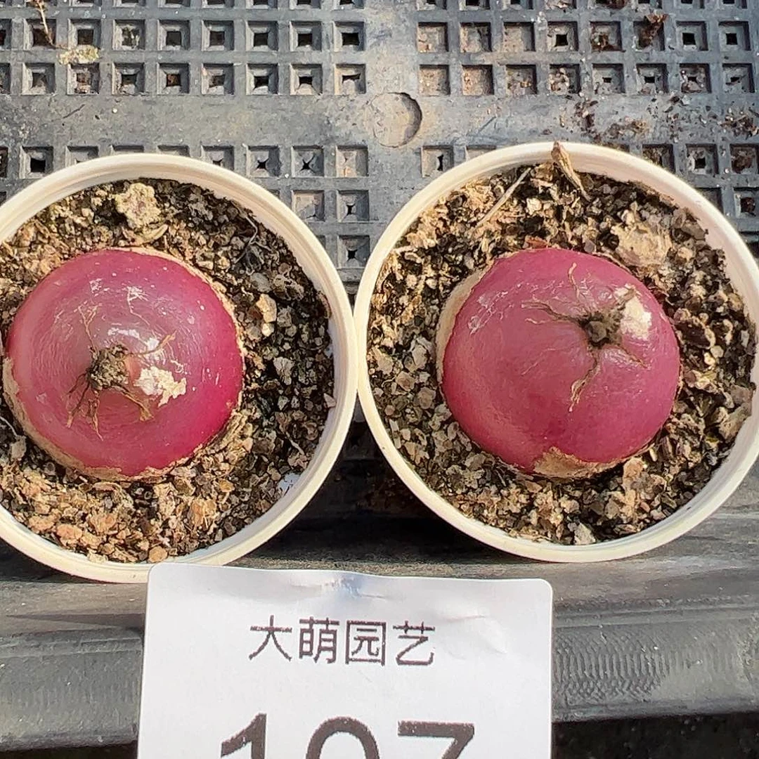 量拍以下1颗大灯泡带盆土发。    107