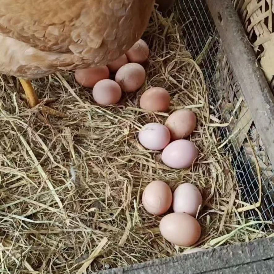 东北溜达鸡笨养土鸡蛋40枚