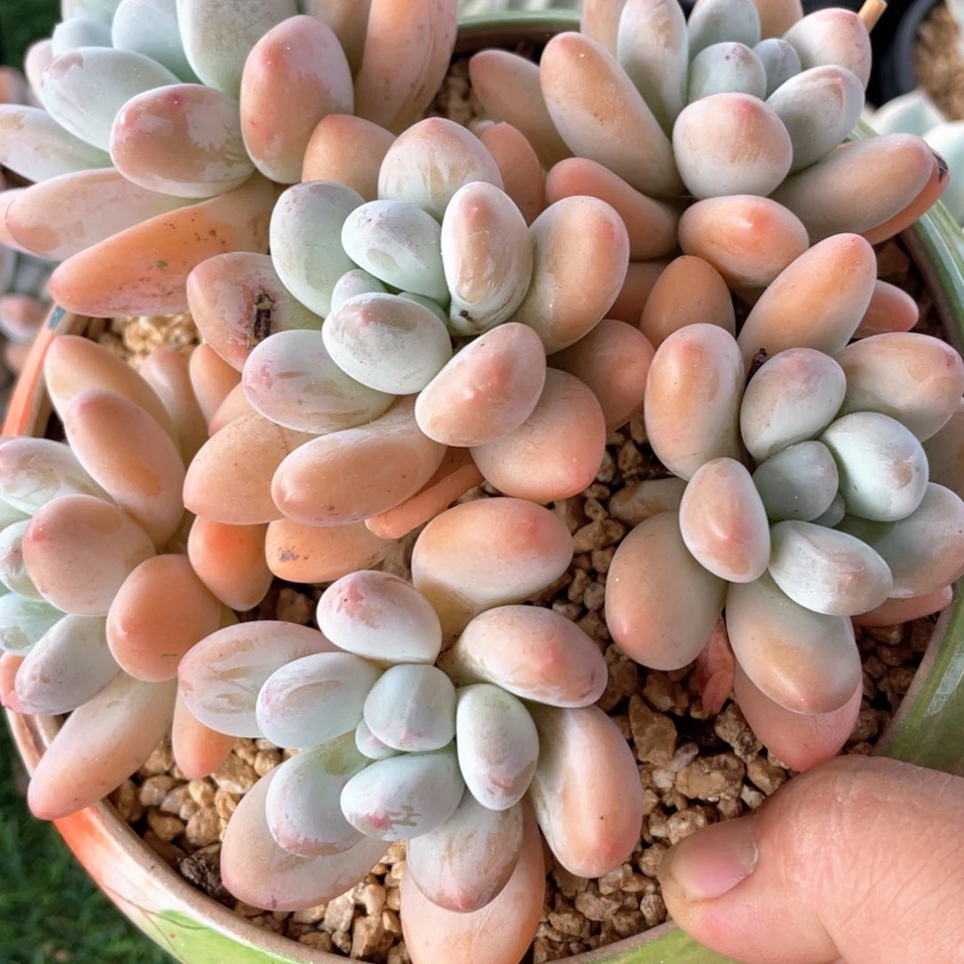 香水老桩福利粗桩
