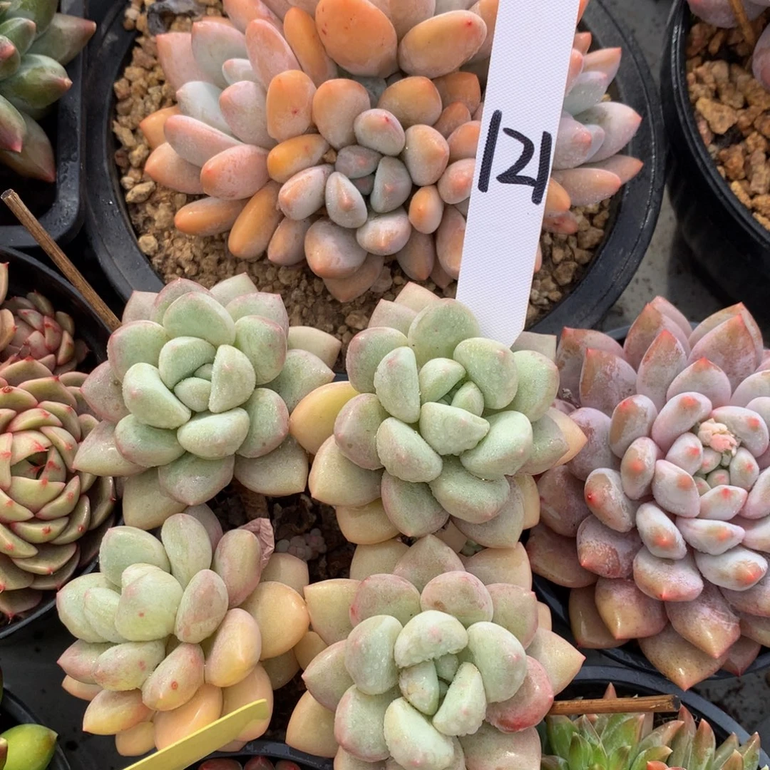 胖体泡泡糖626262626263