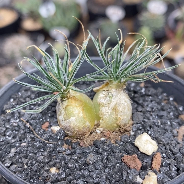 实生双头迷你海葱317号2.7cm