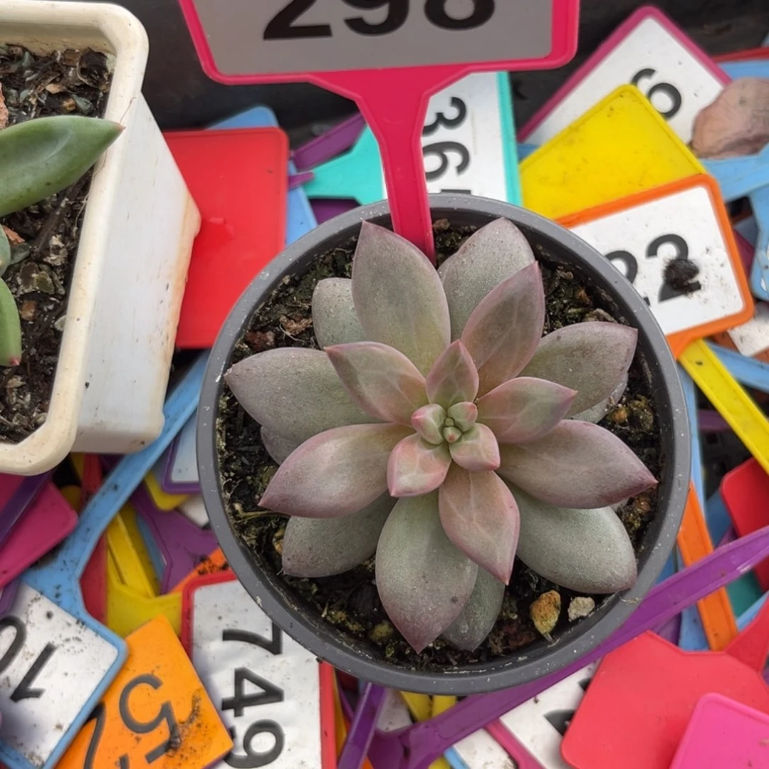 多肉植物海豚体虞美人298