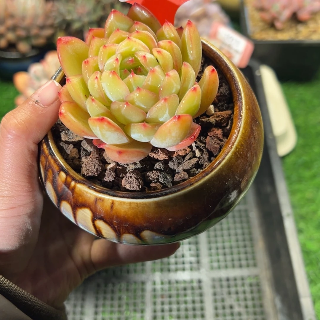 表妹精品多肉植物1074.