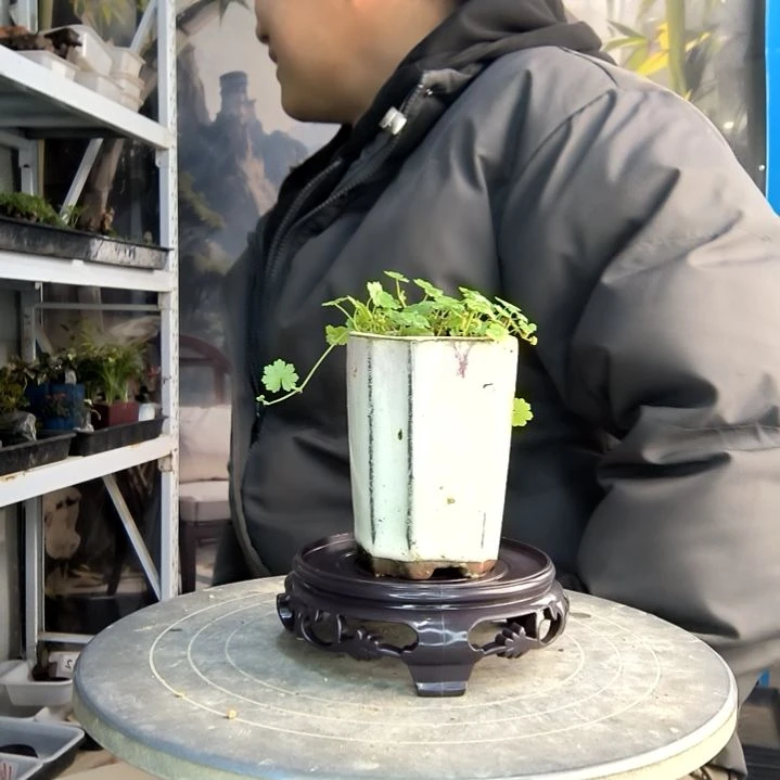 清*小盆景小植物一物一拍164