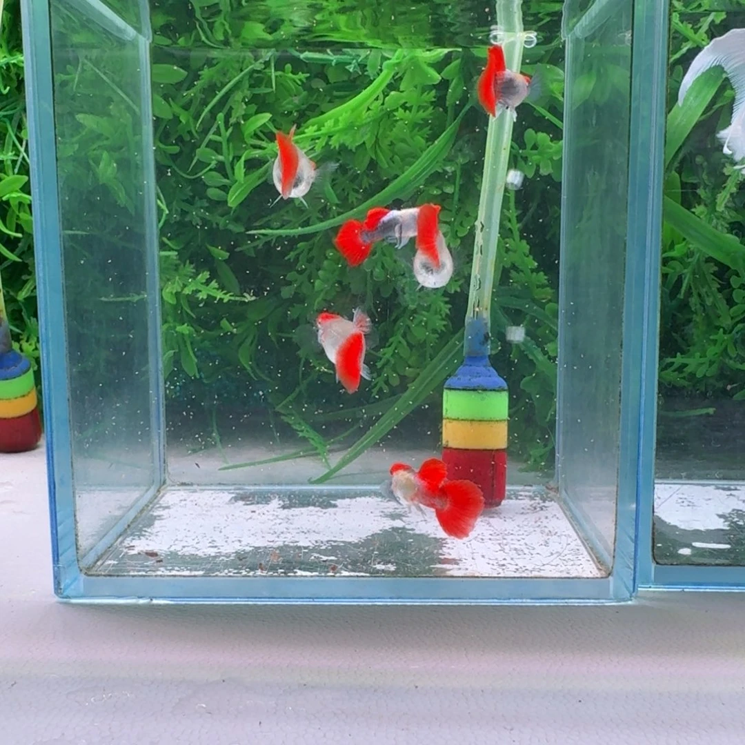 孔雀鱼清缸红头象耳3对（仅此一组）