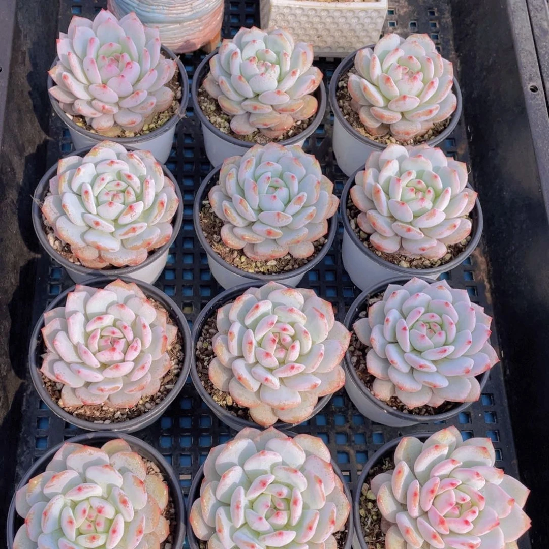 量拍34号星星橙大单头一个