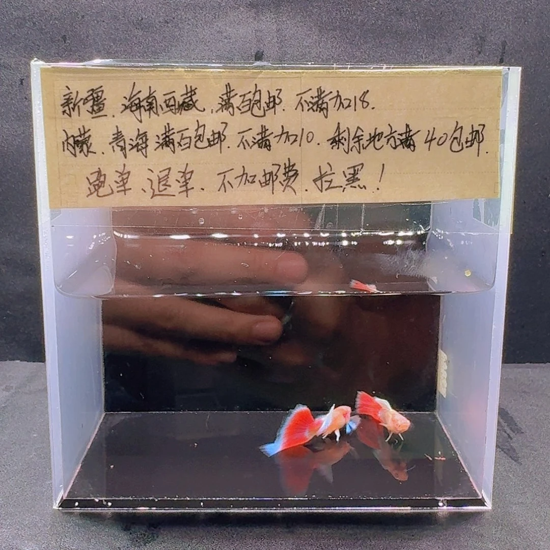 孔雀鱼飞船火烧云两公