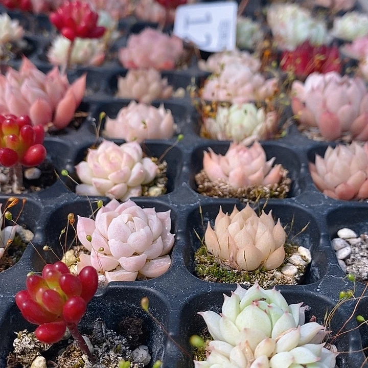 128 多肉植物盆栽花卉植物