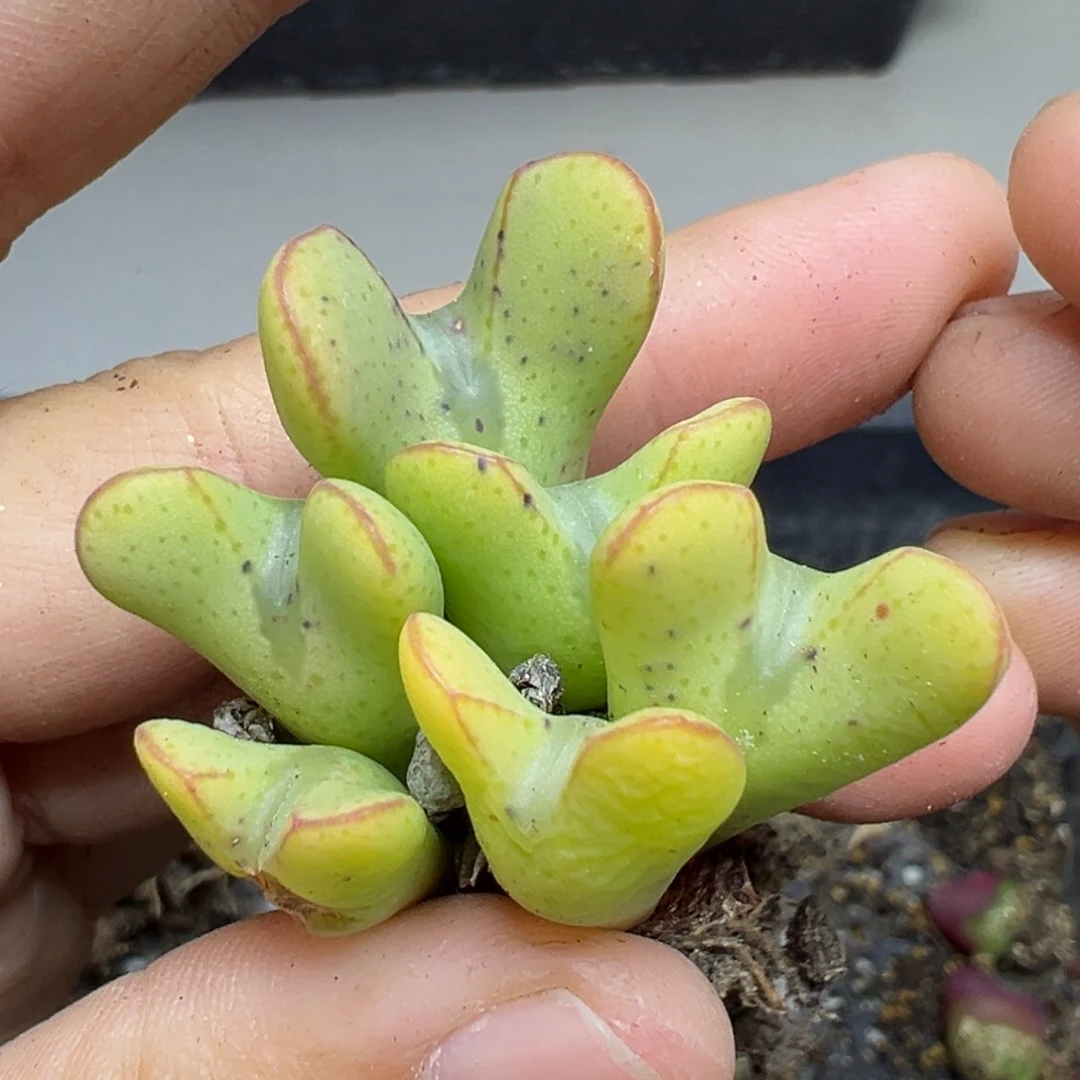 【闪购商品】826….