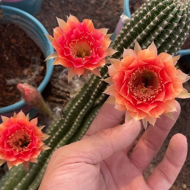 194金刚大柱子摘花脱土